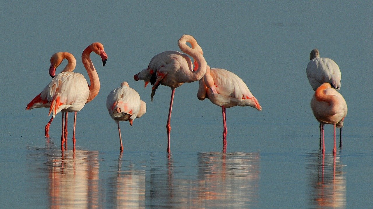 Adottare un fenicottero per salvare la biodiversità