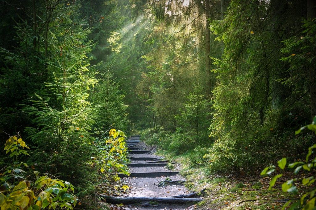 La Strategia Forestale Nazionale, tutela e gestione delle foreste in Italia per i prossimi 20 anni