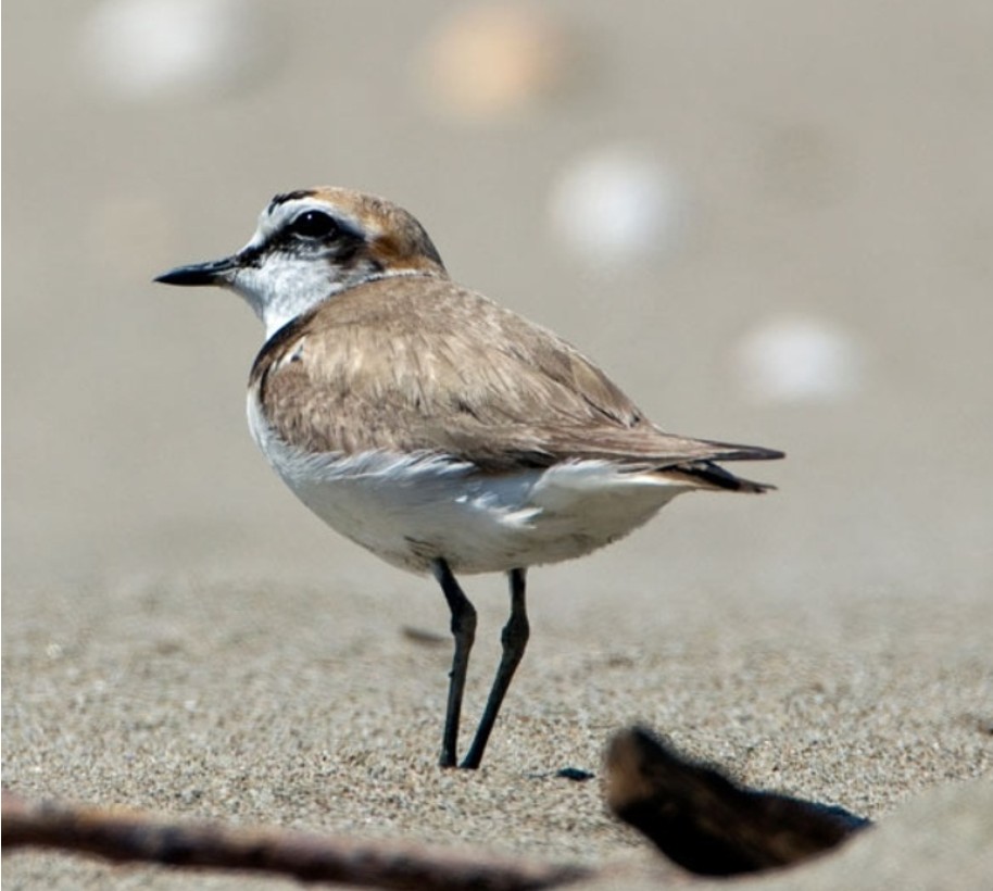 FAI, luoghi della biodiversità e del cuore