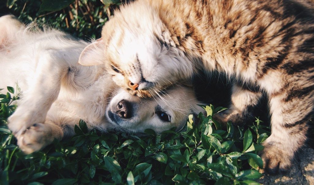 Animali, firmato il decreto per curarli con farmaci "ad uso umano"