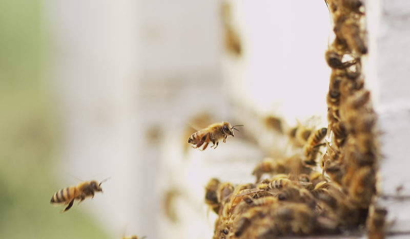 Le api sentinelle dell’aria che respiriamo