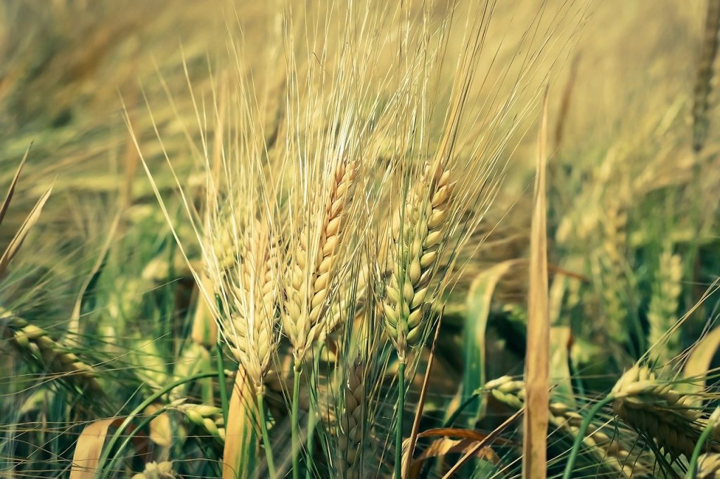 Le Spighe Verdi premiano i comuni virtuosi