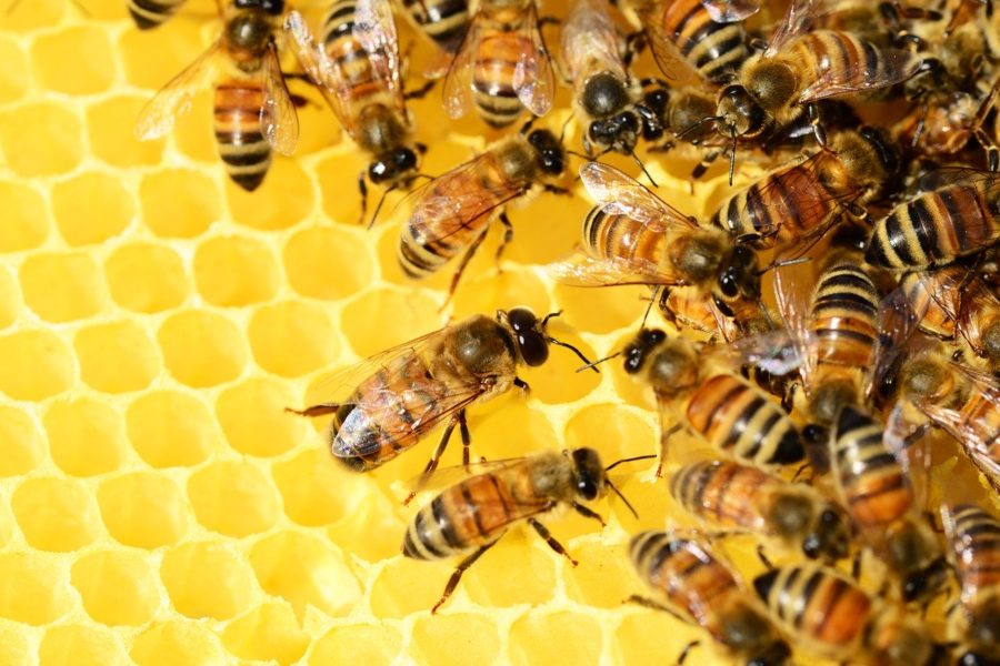 Le api: apicoltura urbana a Roma, cambiamenti climatici e un'etichetta Ue