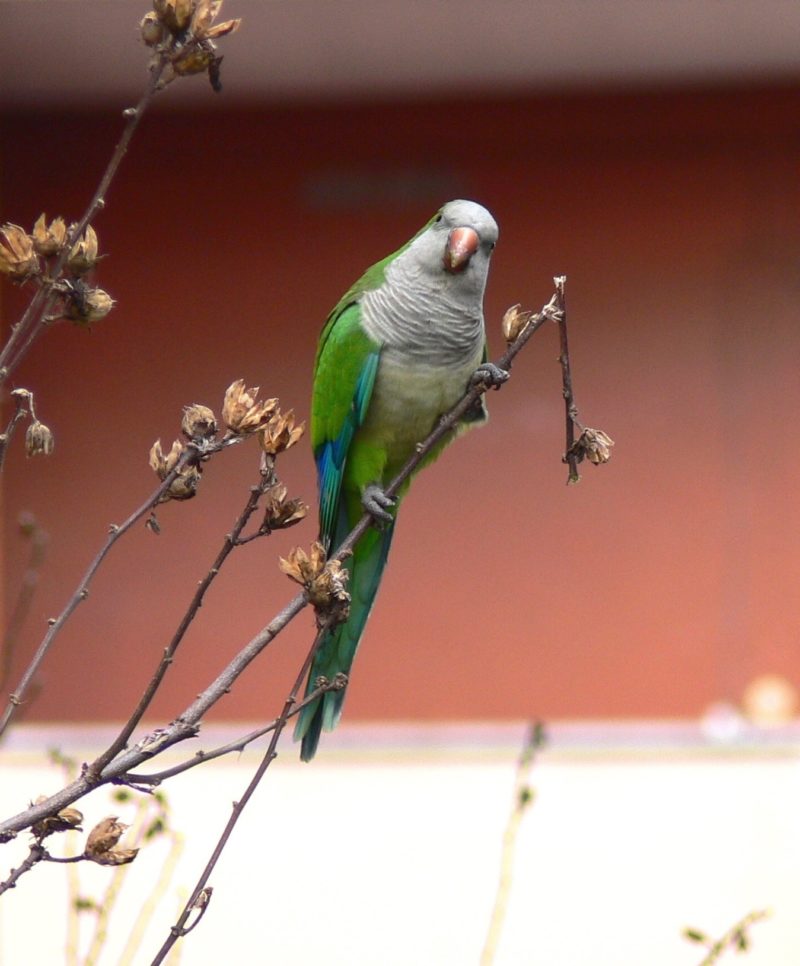 Museo di Zoologia, diverso per natura