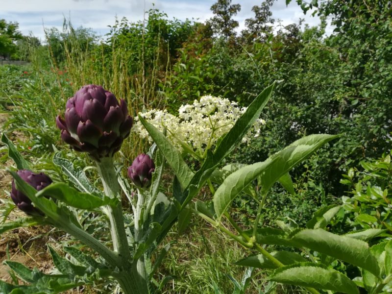 Il Bosco di Ogigia, tutto da mangiare