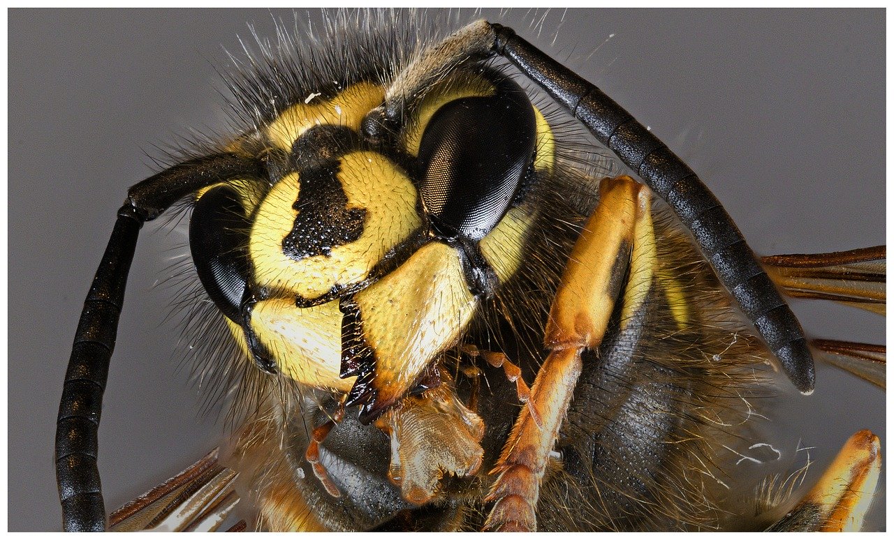 Vespe samurai pronte all'attacco per difenderci dalla cimice asiatica