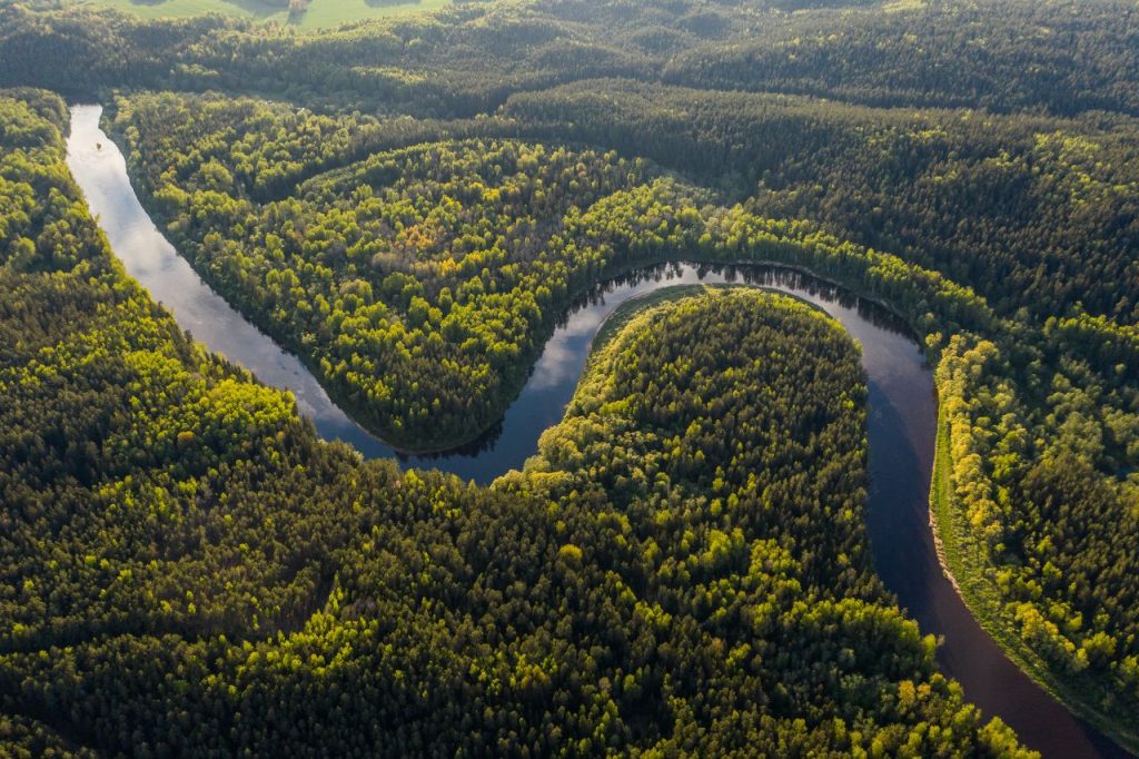 Deesup lancia Forest Month 2021, novembre a salvaguardia della foresta amazzonica