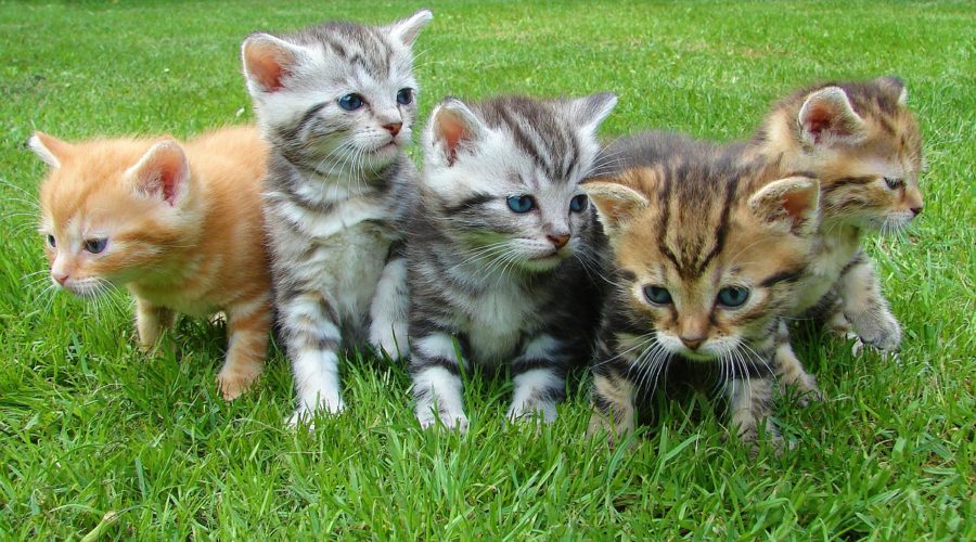 I gatti sono affettuosi con i loro umani, lo conferma uno studio scientifico