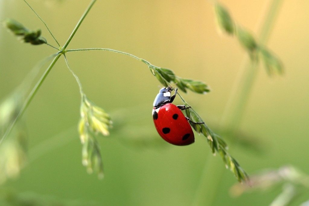 OrtoAmbiente, piante trappola per la difesa agricoecologica delle colture