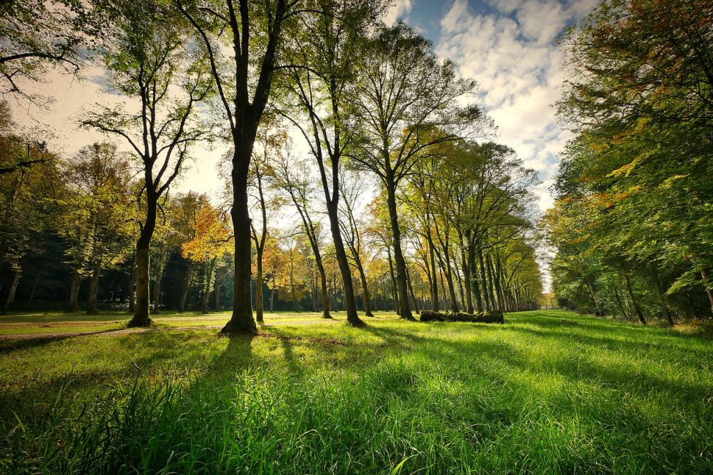 Il Bosco della Memoria di Bergamo, tra ricordo e rinascita