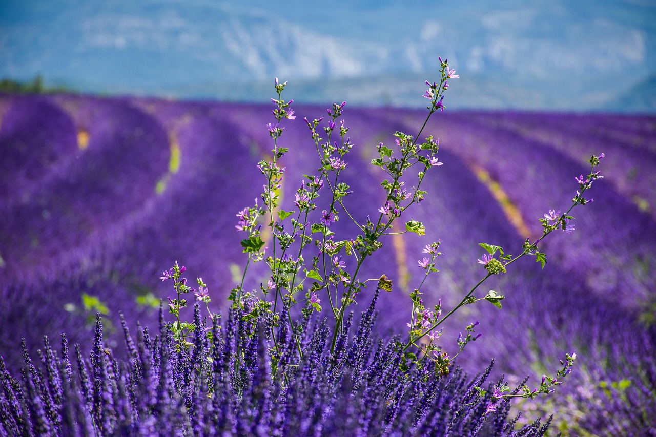 Route de la Lavande, itinerari profumati in Provenza