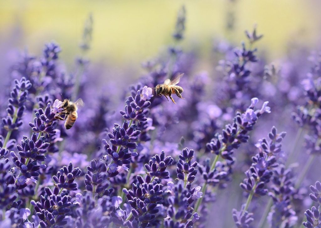 Mini droni impollinatori al posto di api e farfalle