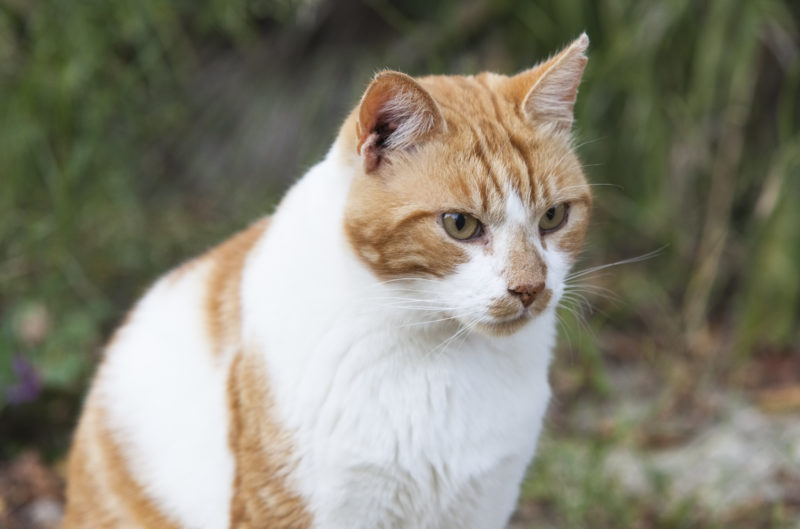 La Casetta dei Gatti, un rifugio d'amore per "raGatti"