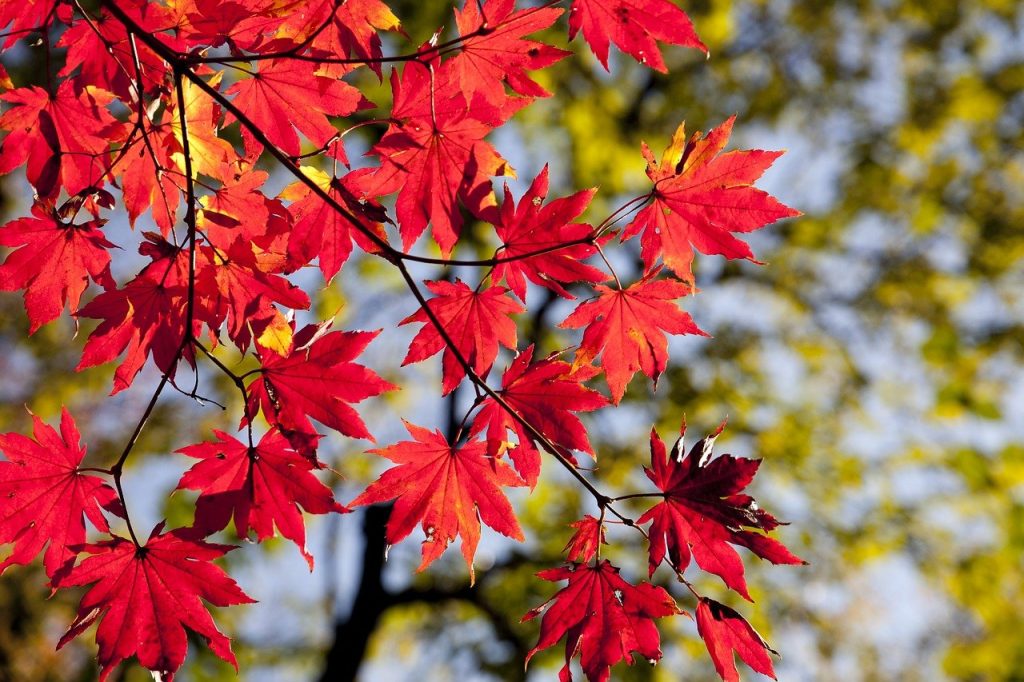 La natura ci sorprende sempre: le "rosse" sono esempio di "resistenza"