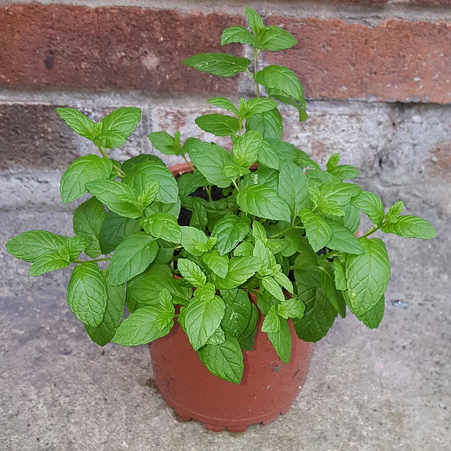 Piante ed erbe officinali: Da scoprire e da coltivare in casa