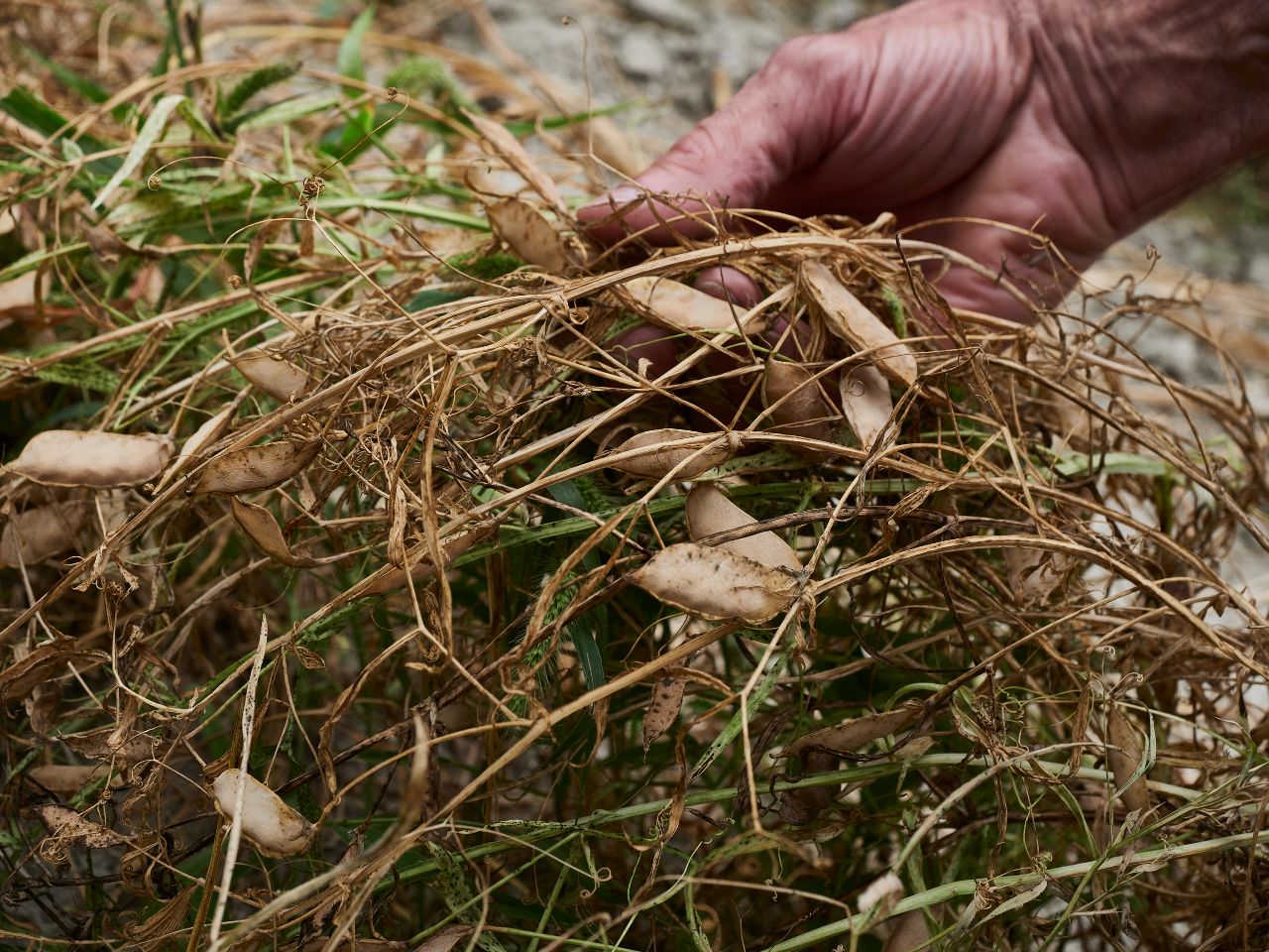 Il moco, la riscoperta e la tutela di un legume antico