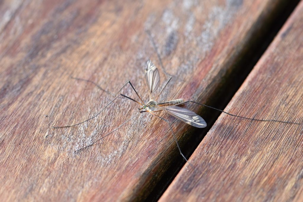 Zanzare: dal loro amore una difesa contro la malaria