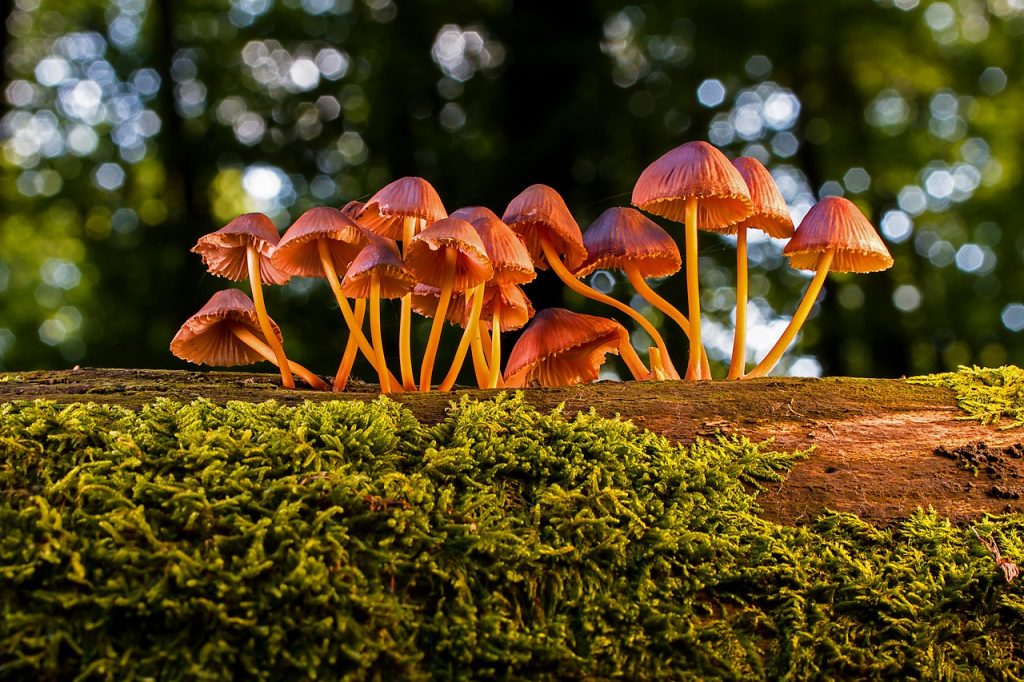 Funghi fantastici, riciclano, rigenerano, possono curare l'ambiente