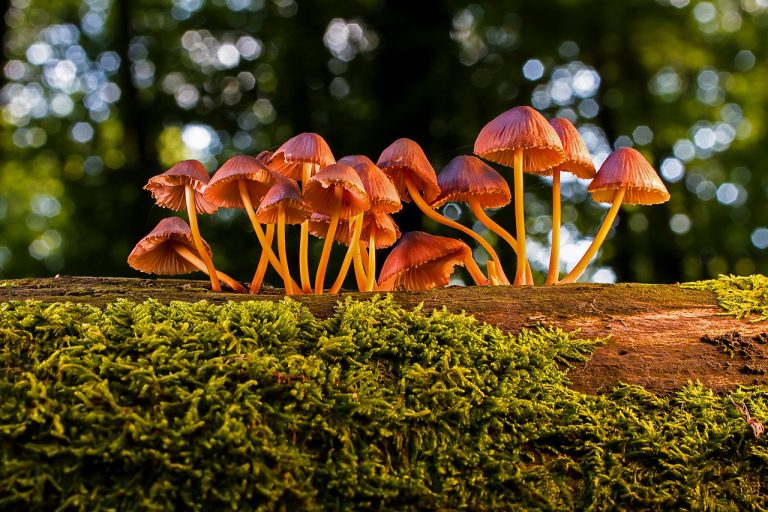 Funghi fantastici, riciclano, rigenerano, possono curare l'ambiente