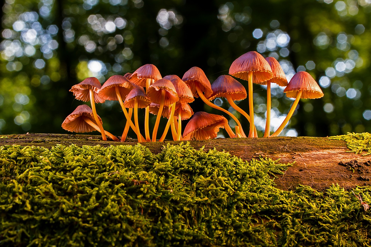 Funghi fantastici, riciclano, rigenerano, possono curare l'ambiente