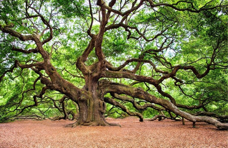 Un albero per la legalità e per il risparmio energetico