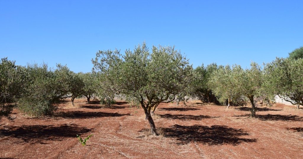 Agricoltura, assegnate al Sottosegretario L'Abbate le deleghe di competenza