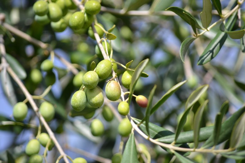 Oliveti, modello intensivo e metodo bio? Si, secondo Cia e Anabio