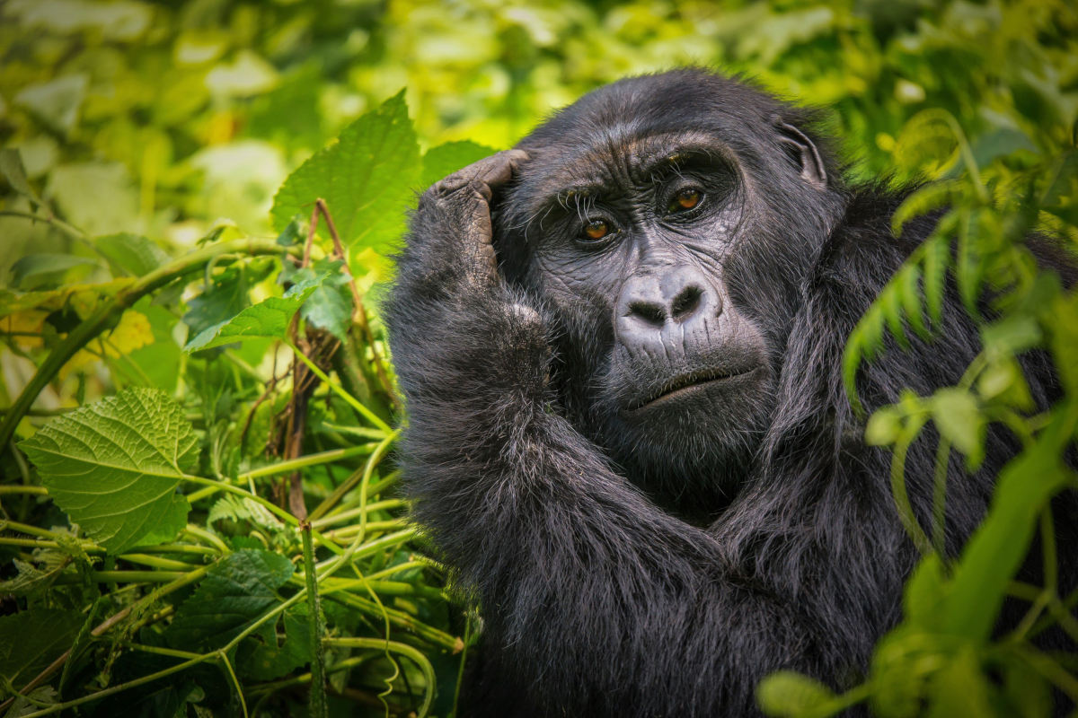 L'Africa, la sua più intensa bellezza in un volume fotografico