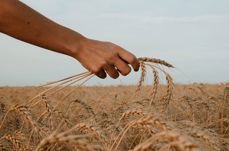 Carta dal grano, gli alberi ringraziano