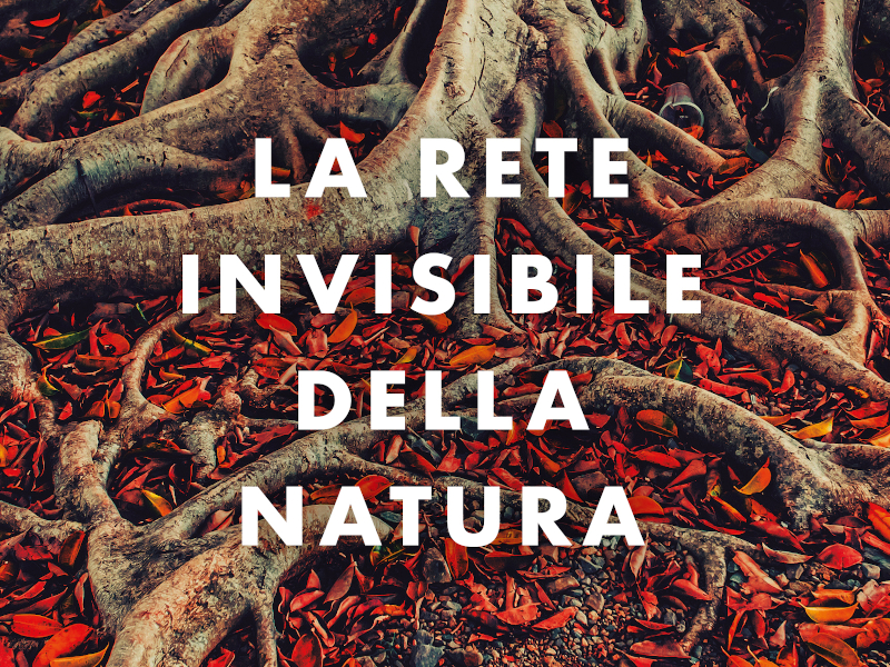 La rete invisibile della natura, il nuovo libro di Peter Wohlleben