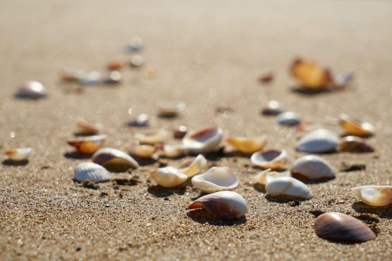 Salvare le conchiglie dall’acidificazione degli oceani e farlo in fretta