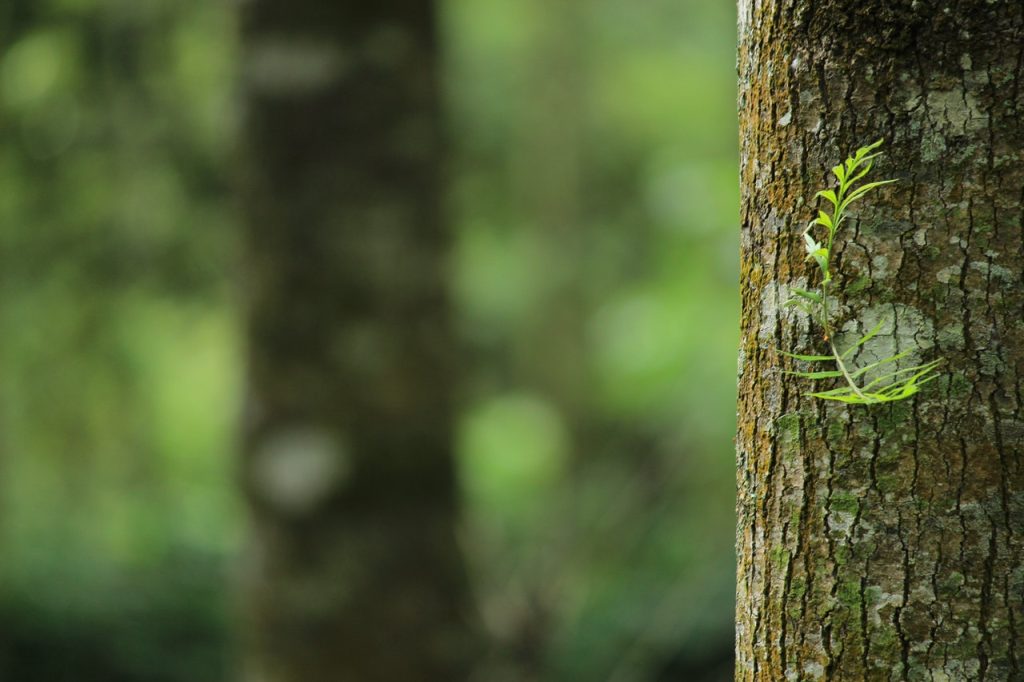 Riforestazione dell'Isola La Certosa, sinergia virtuosa da più parti