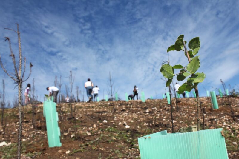 Piantando, l'impegno di due giovani per la riforestazione del Cile