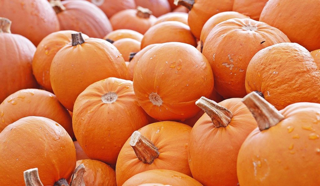 La zucca italiana, una riscoperta che rilancia i consumi