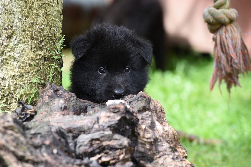 Ecosportello animali, ora possiamo aiutarli con un click