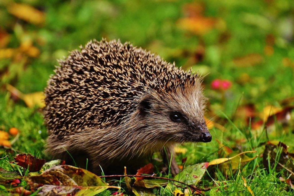 FAI, luoghi della biodiversità e del cuore