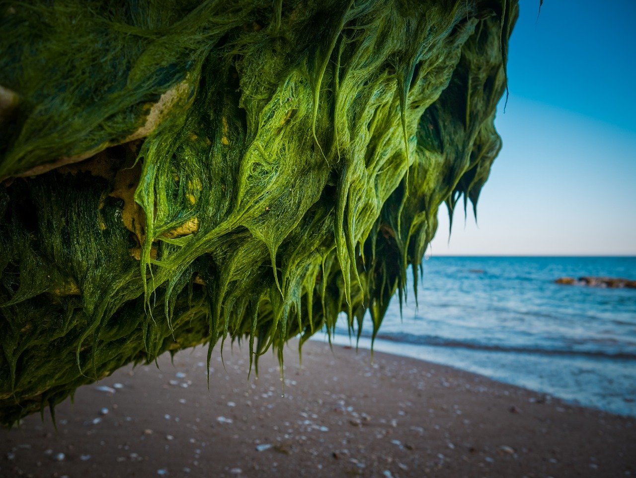 Exhale, il lampadario di alghe che purifica l’aria attraverso la fotosintesi