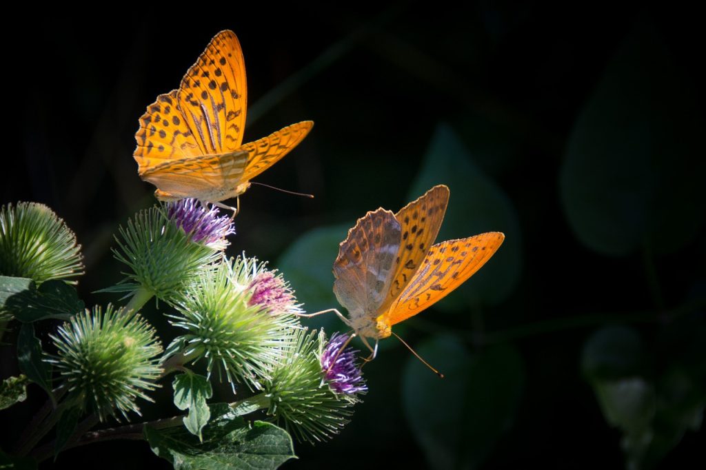 Le farfalle voleranno via dalle città per colpa dell'inquinamento?