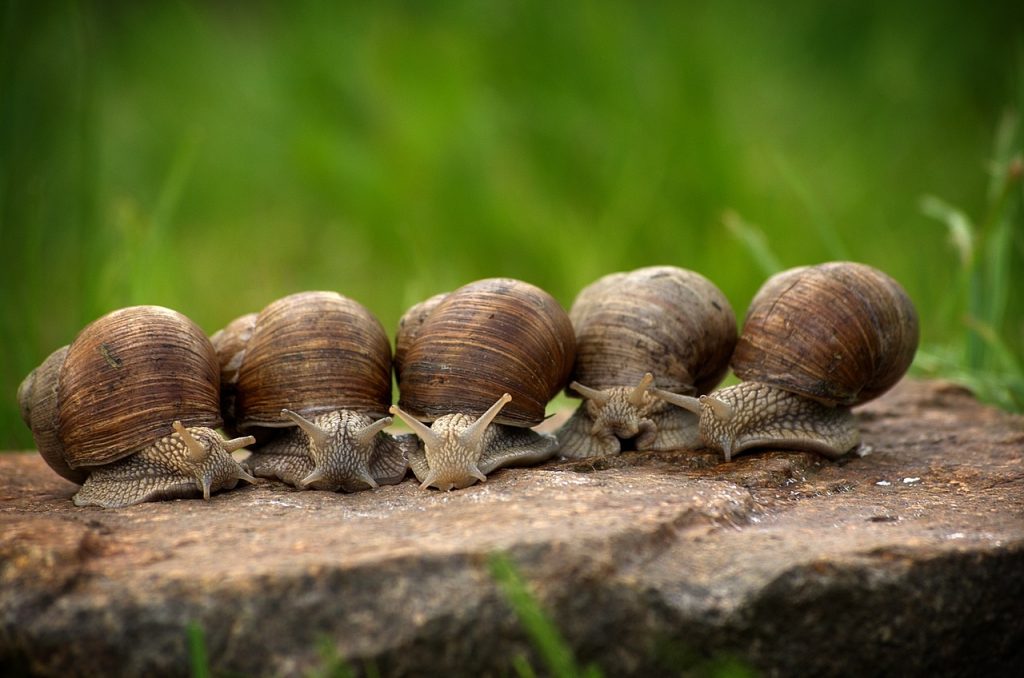 La bava di lumaca e i doni miracolosi della natura