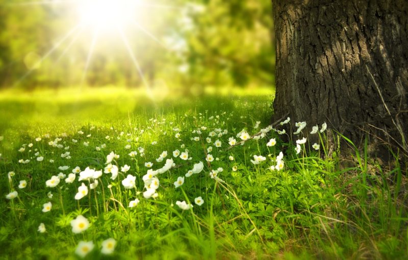 La voce degli alberi, un progetto di Francesca Bellino