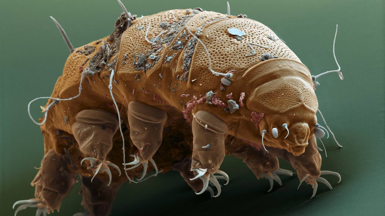 Anche i tardigradi, invertebrati super resistenti, risentono del global warming