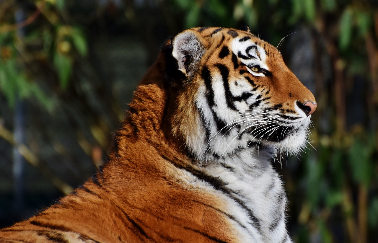 Tigre, una Giornata mondiale con buone notizie