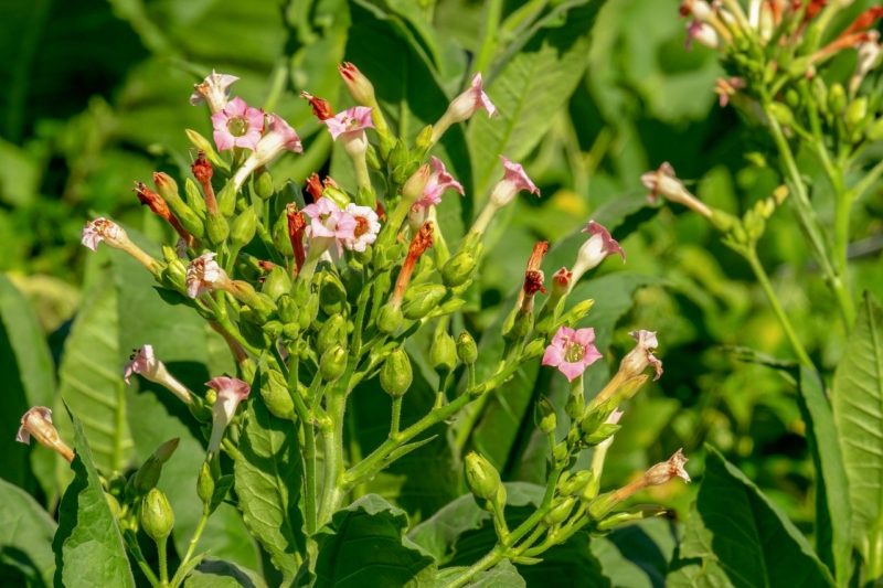 Dal tabacco selvatico nuove prospettive di cura del COVID-19