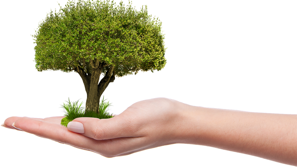 Ecofactory, pianti un albero con un click e aiuti l'ambiente e l'economia locale