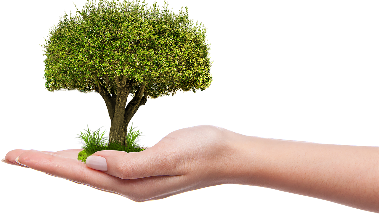Ecofactory, pianti un albero con un click e aiuti l'ambiente e l'economia locale