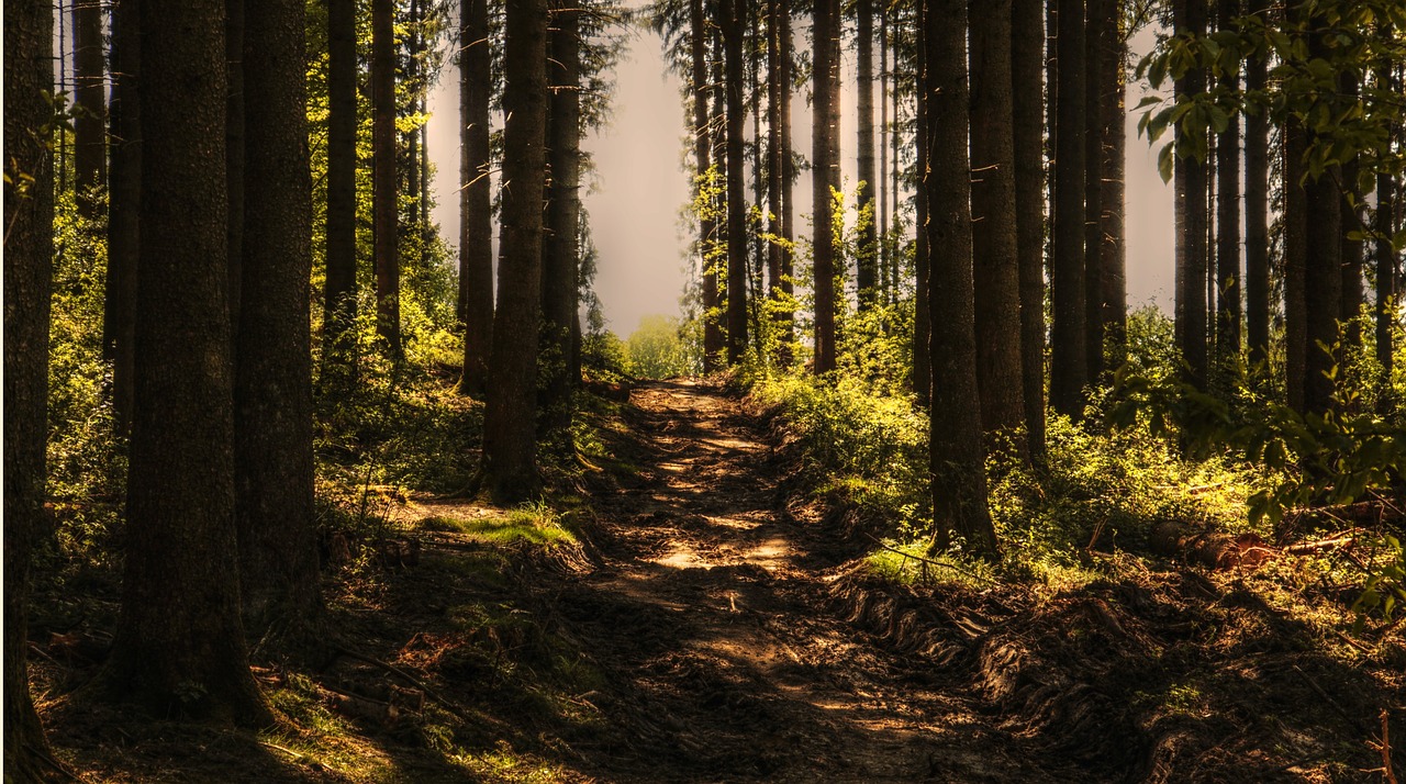 Climi più caldi, le foreste diventano più efficienti ad assorbire carbonio