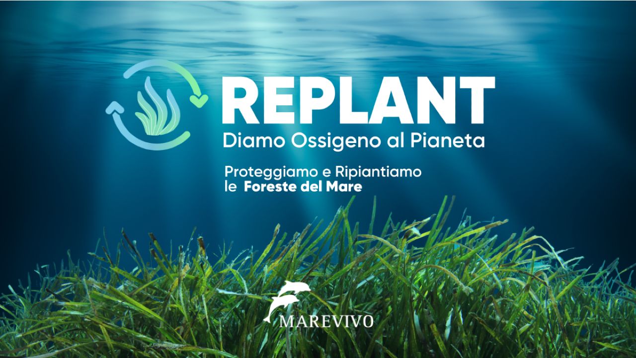 Replant, il progetto di Marevivo a tutela delle Foreste del mare