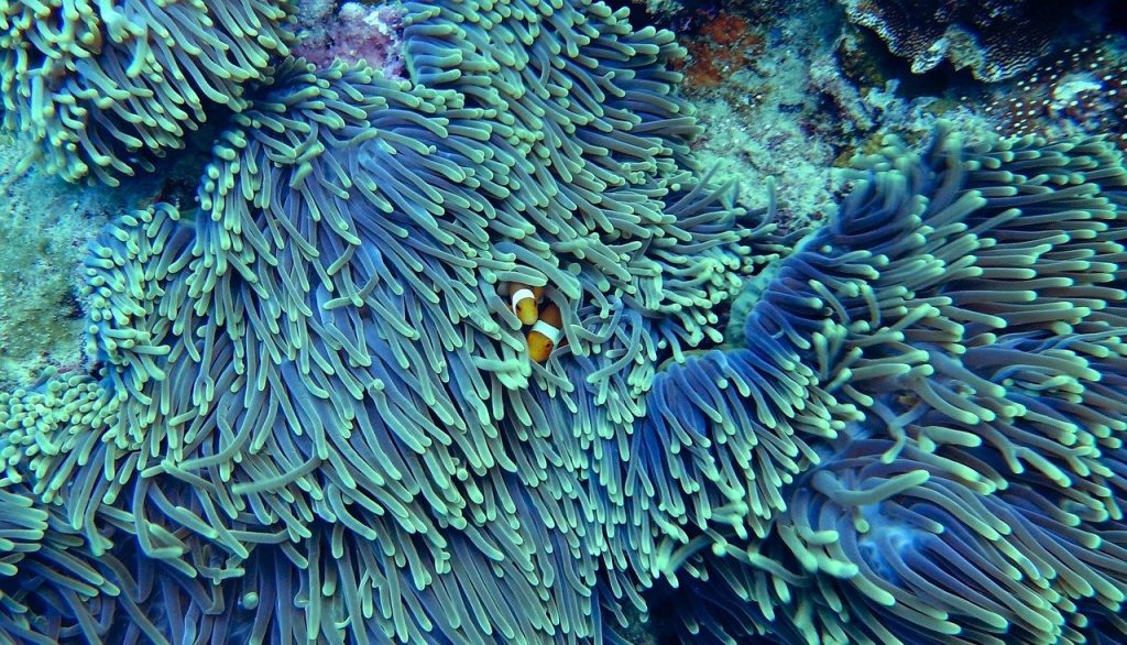 I coralli, importanti accumulatori di inquinanti nell'ambiente marino