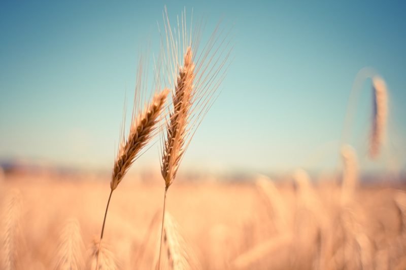 #Fridayforfuture, anche l'agricoltura biologica si mobilita per il clima