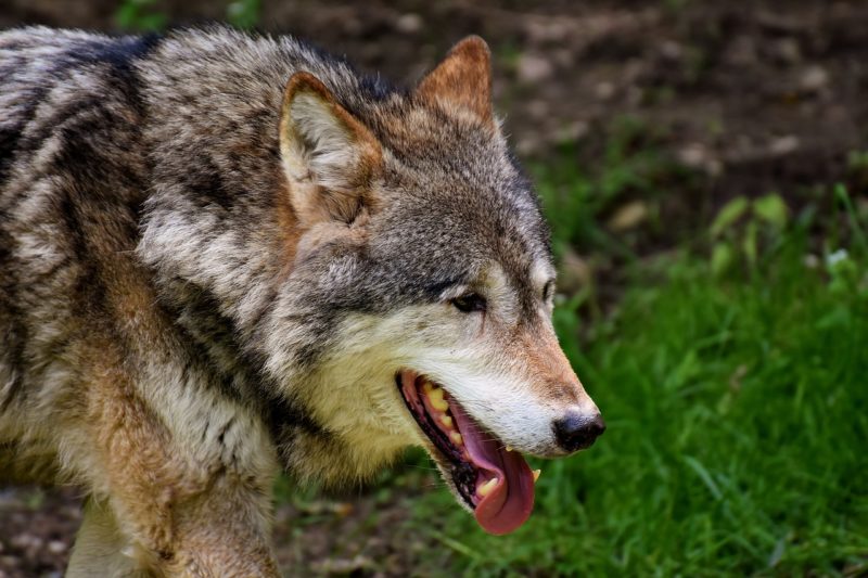 Ibridi cane-lupo, una minaccia per la biodiversità?